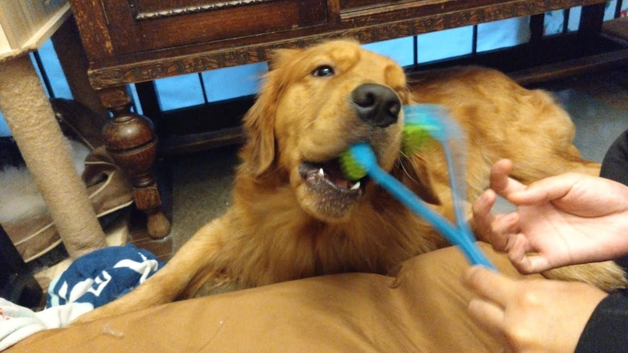 【ゴールデンレトリーバー】美意識高い系男子