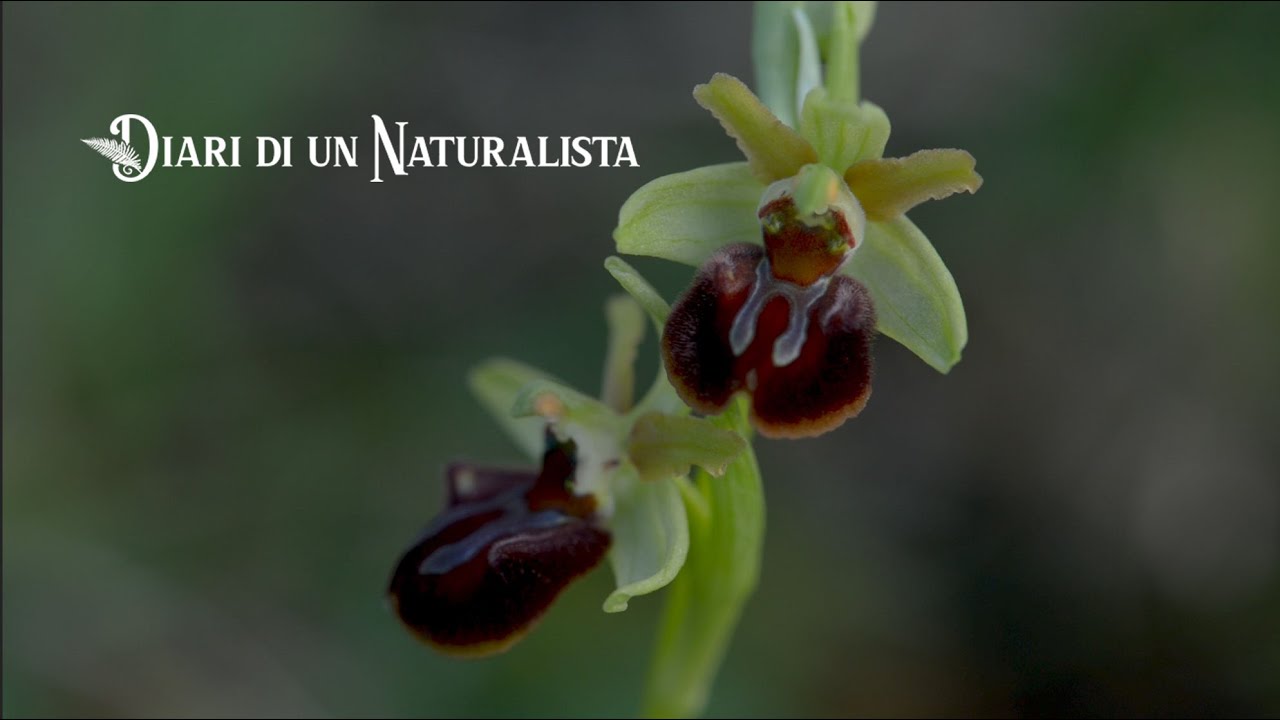 Ep. 4 - Le orchidee spontanee - sedurre con l'inganno