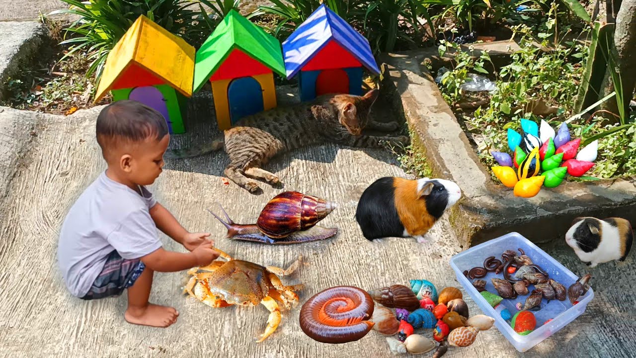 Menemukan Keong Bekicot Luwing Kaki Seribu Kepiting Cangkang Kelomang  Milipede