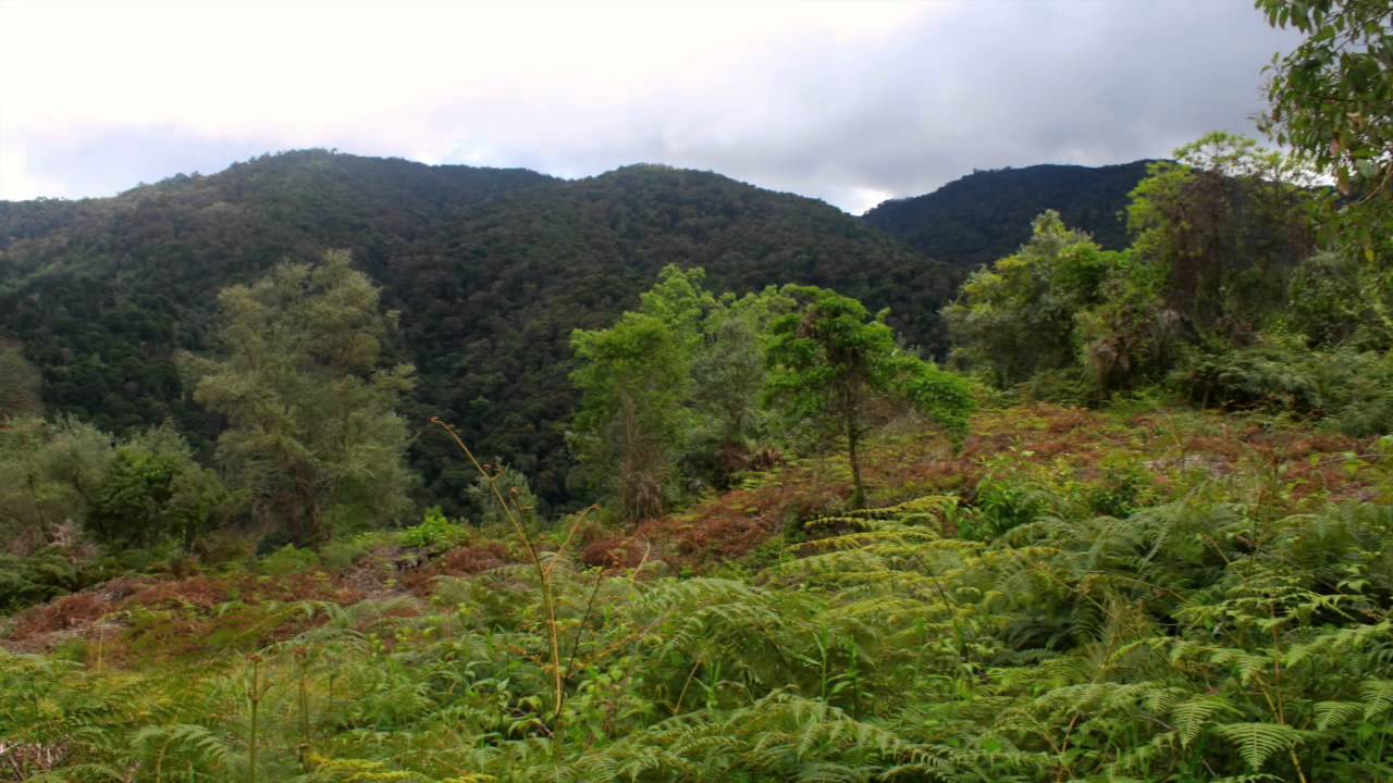 Pura Vida! Costa Rica: Cloud Forest Hiking in San Gerardo de Dota