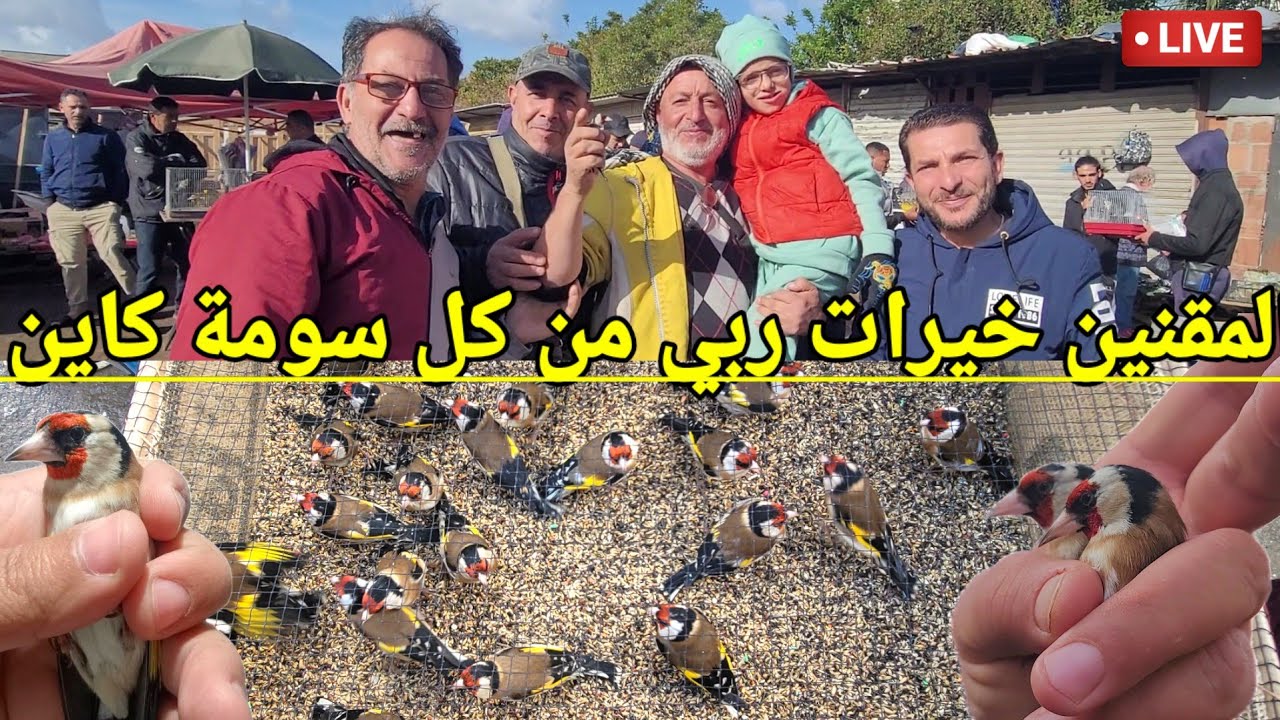 سعر المقنين اليوم بسوق بودواو إبتدأ من 5000دج : دخول الحسون تاع السابة بقوة / آخر أخبار سوق الطيور !