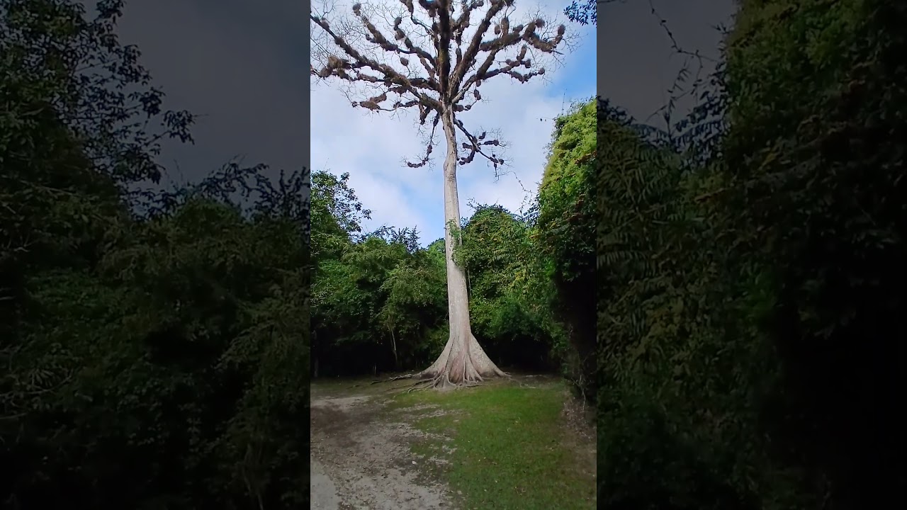 Дерево сейба