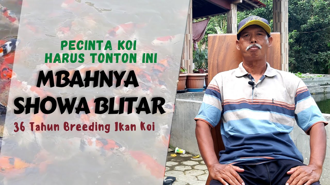 MBAH MANGIL BREEDER SHOWA PERTAMA DI BLITAR