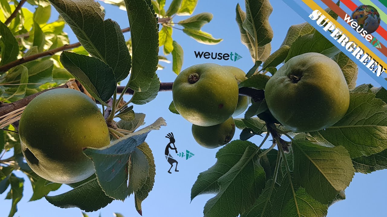 Innesto melo su pero..è possibile innestare un melo su un pero?-Tecniche di innesto alberi da frutto