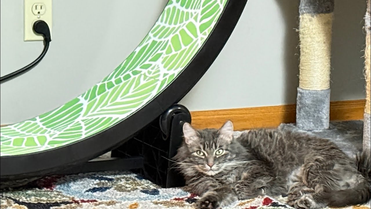 One Fast Cat Exercise Gen 7 Cat Exercise Wheel Review