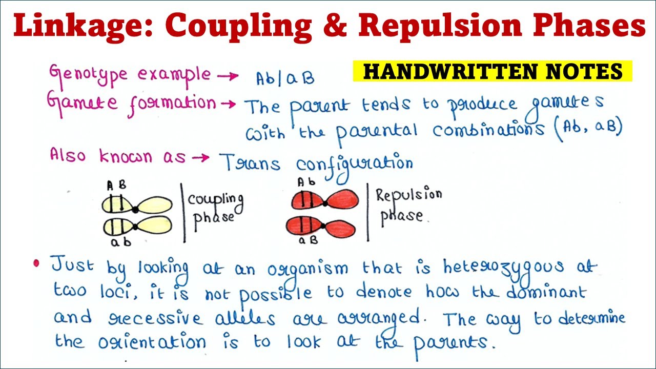 Фазы связывания и отталкивания | Цис-транс-конфигурация