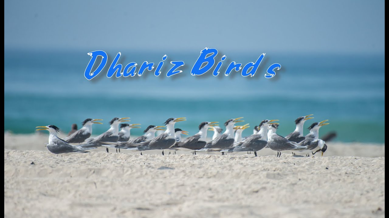 Dhariz Birds - Greater Crested Tern