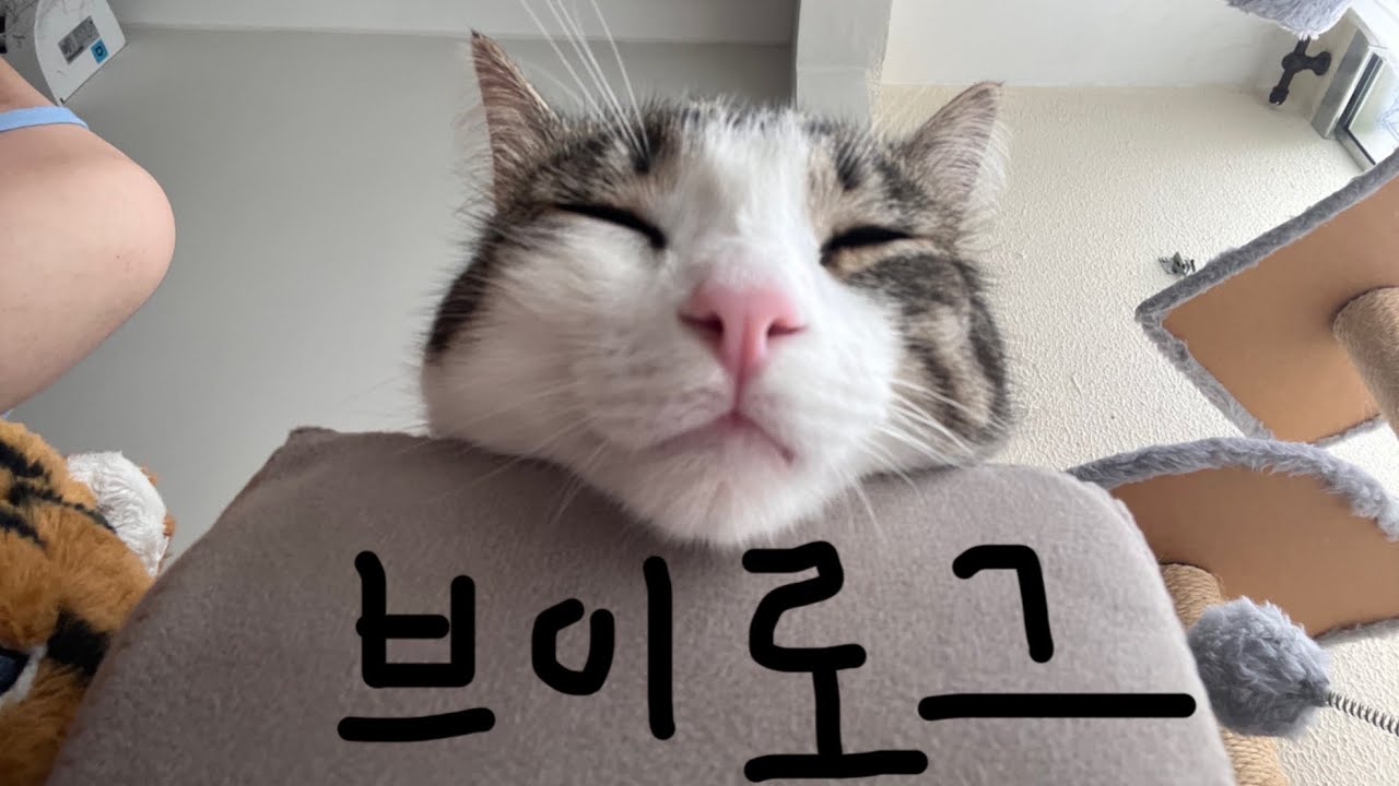 Vlog | 고양이와 함께 사는 직장인 브이로그 🐈 | 제 도토리가 복실한가요? | 고양이를 복복복 긁어요 | 대답잘하는 애교쟁이