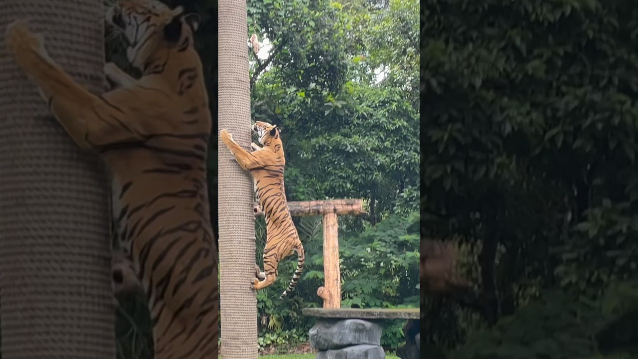 Pertunjukan harimau di taman safari prigen