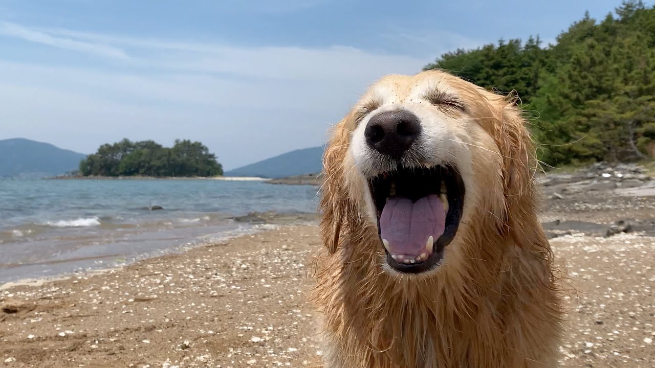 흡혈 파리에게 공격당하는 리트리버 도와주고 3초 만에 후회한 이유 ㅋㅋㅋ [Eng Sub]