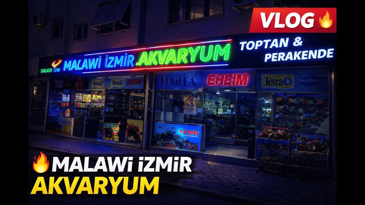 Malawi İzmir Akvaryum Gezisi 🐠 Dev Cichlid Tankları | Akvaryum Vlog #akvaryum #malawi #izmir