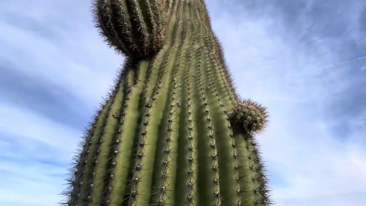 🌵Saguaro of the Day🌵: 