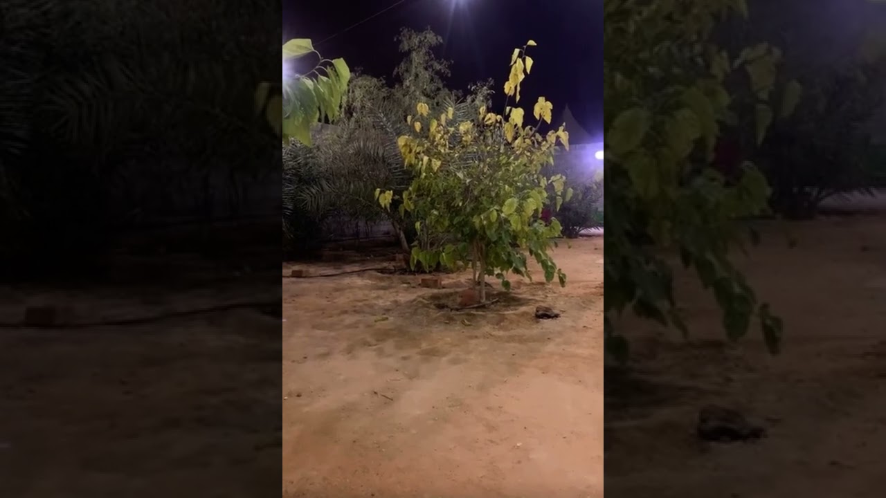 العباس