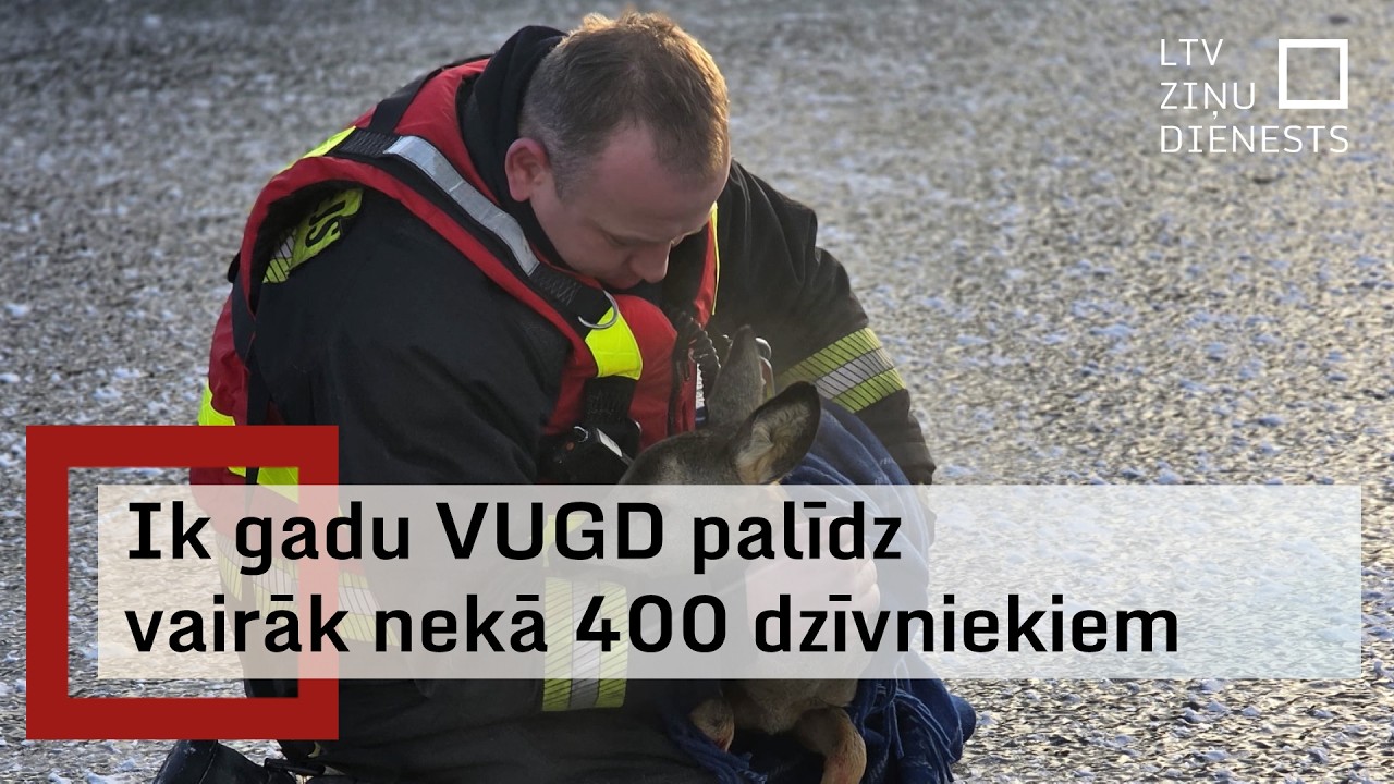 Glābēji Liepājā izglābj ievainotu stirnu, kas atradās uz ledus