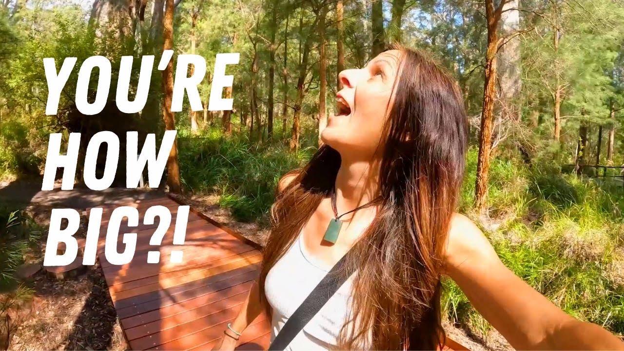 Valley of the Giants - Tree Top Walk - Western Australia