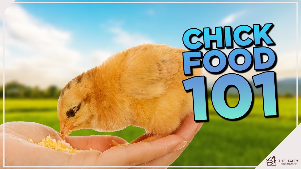 What Do Baby Chicks Eat?
