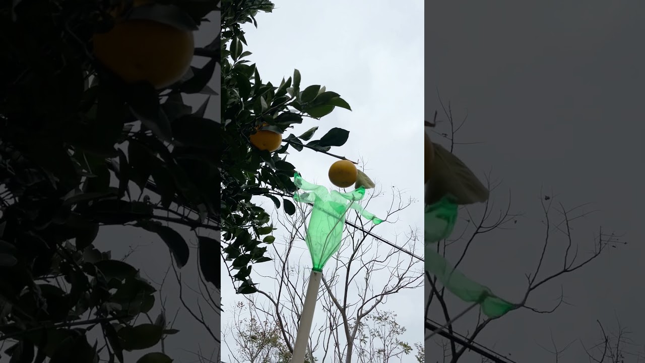 A Fruit Picker with a Plastic Bottle and Rope! 🍎🍃