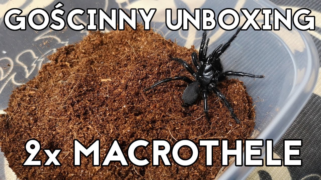 GOŚCINNY UNBOXING - Macrothele sp. Koh Phayam oraz Macrothele calpeiana