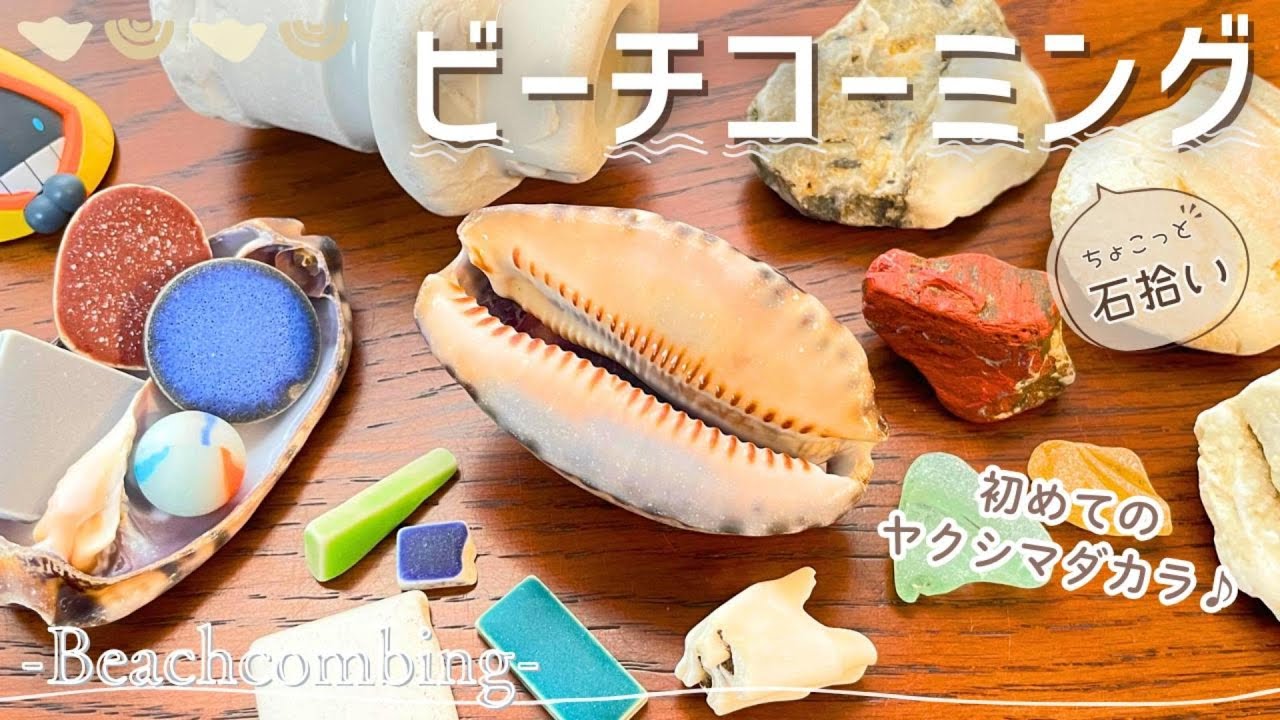 【ビーチコーミング】夏の海岸で初めてのヤクシマダカラとの出会い🐚🏖【ちょこっと石拾い】