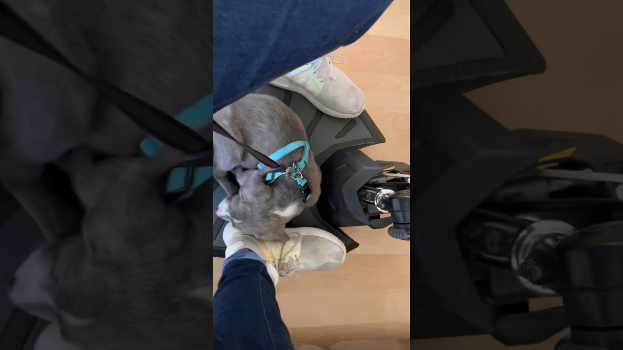 Service Dog- mobility scooter training at 8 weeks old