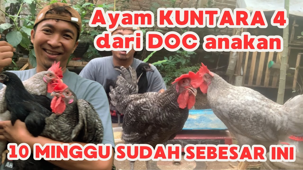 Cara Pelihara Ayam KUNTARA 4 dari DOC anakan I FAKTA KUNTARA 4 ini Untung Sekali