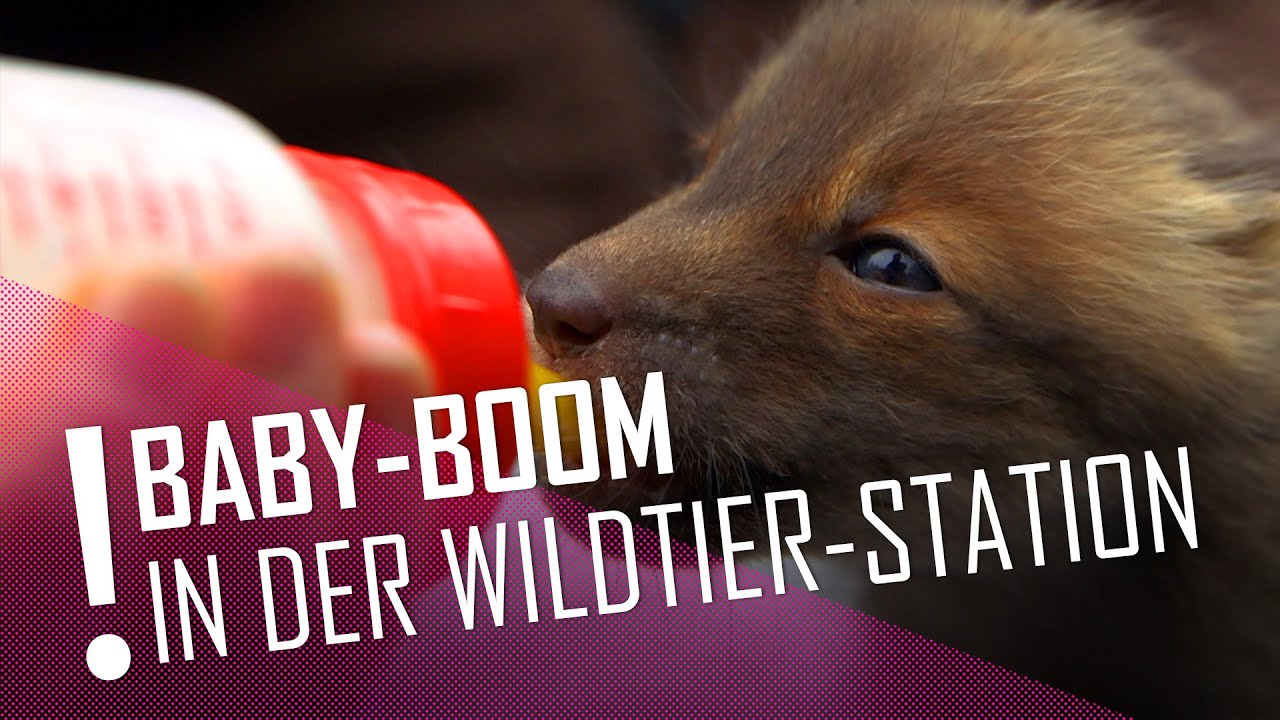 Babyboom bei den Wildtieren | DER TIERKANAL