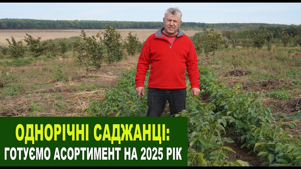 №211 Однорічні саджанці волоського горіха. Асортимент який ми готуємо на наступний рік