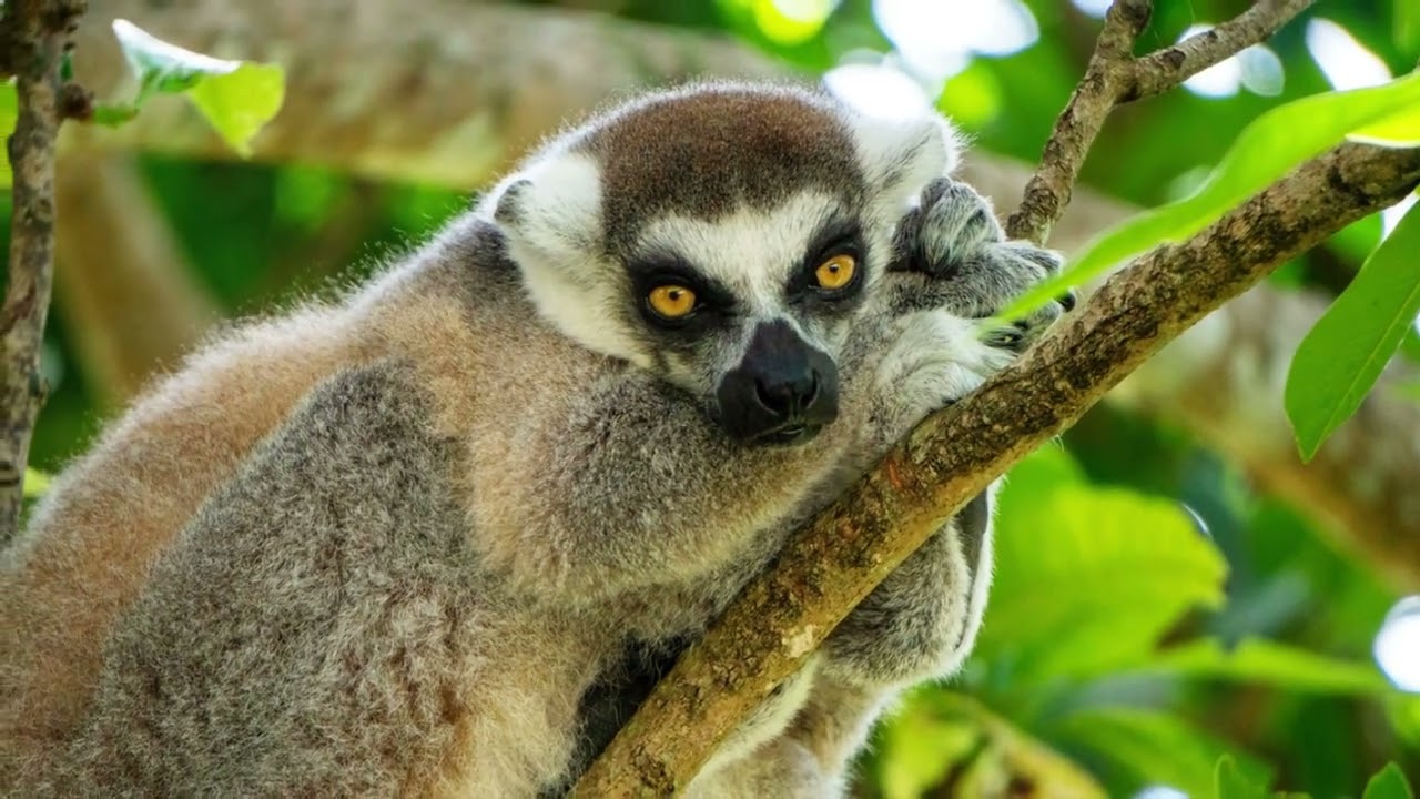This is Why You Need to Visit - Bronx Zoo