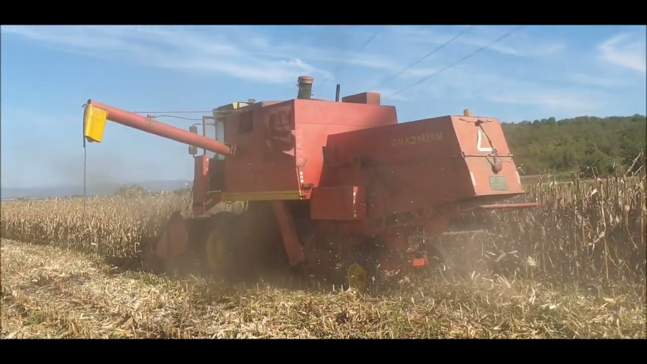 KUKURUZ 2024 | DEKALB VS PIONEER | Majur Jagodina