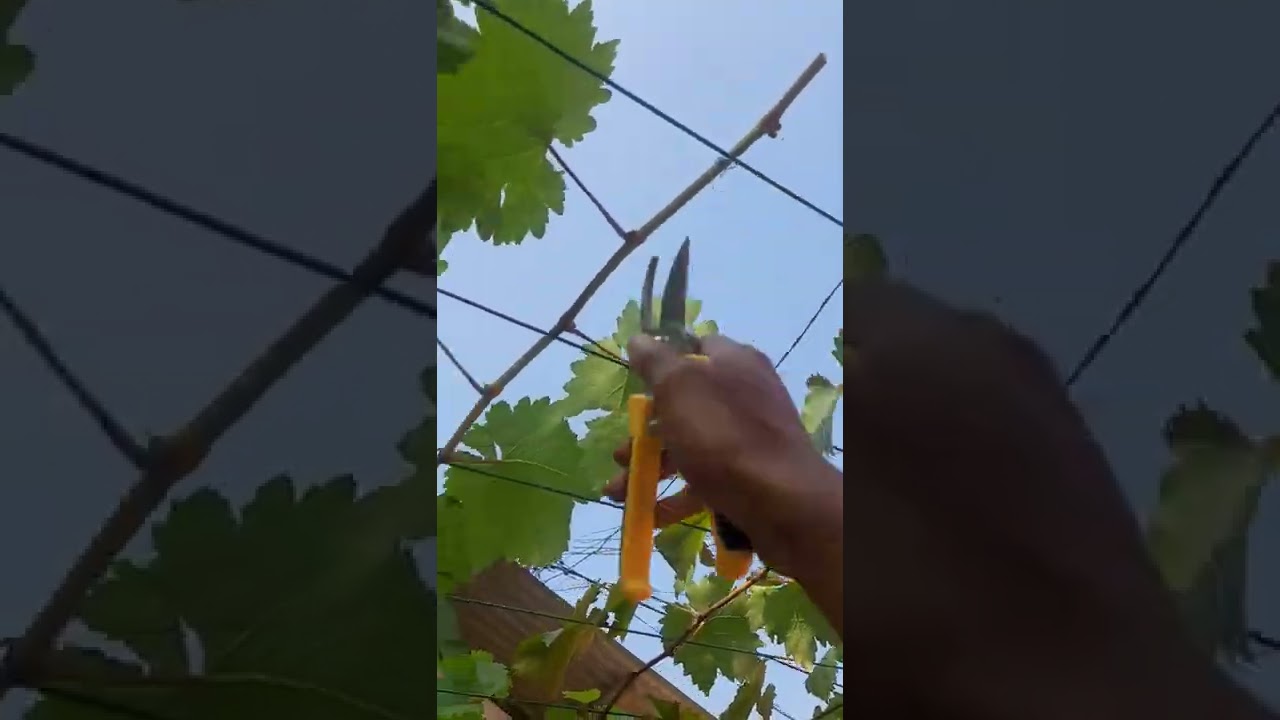 pemangkasan anggur untuk pembuahan perdana || anggur veles