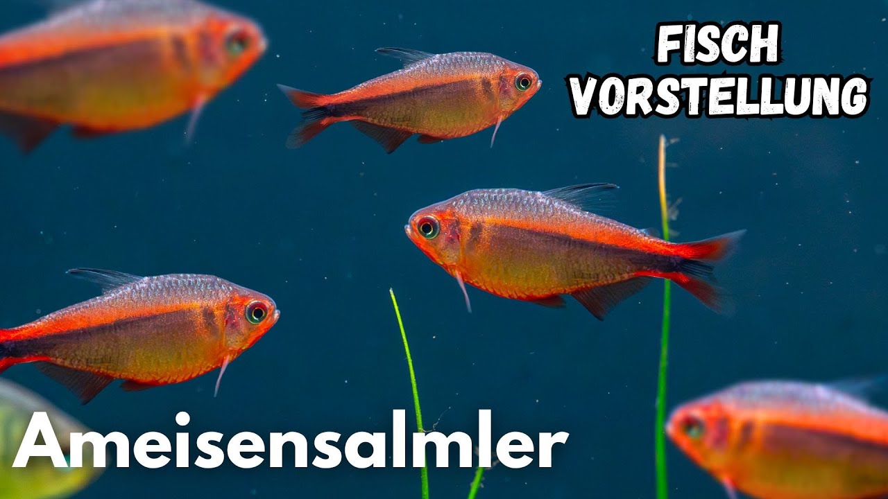 Ameisensalmler - Hyphessobrycon myrmex | Liquid Nature Fisch Vorstellung