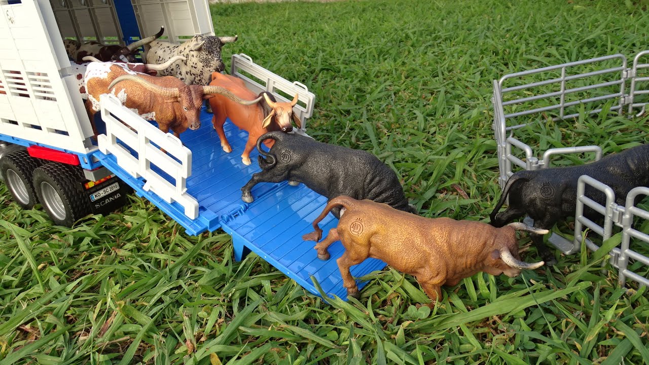 MOVING BULLS/ Touros / STOP MOTION/ Trasporto TORI