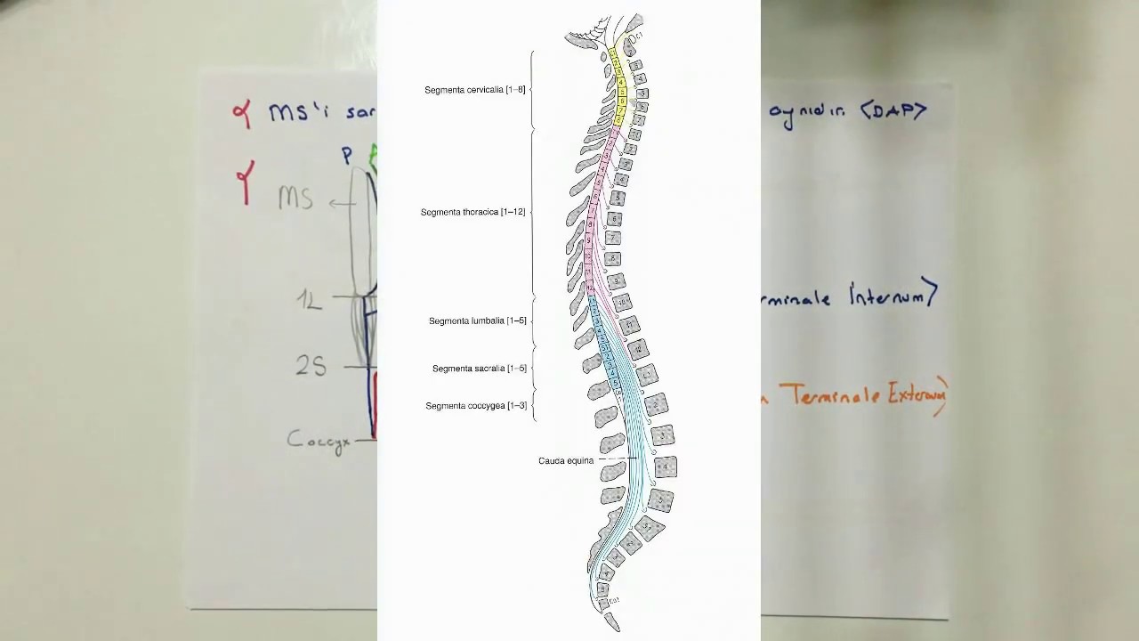 Medulla Spinalis