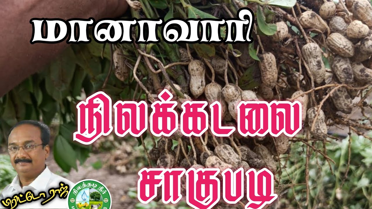 மானாவாரி நிலங்களில் நிலக்கடலை சாகுபடி செய்யும் முறைகள். பிரிட்டோ ராஜ் 9944450552