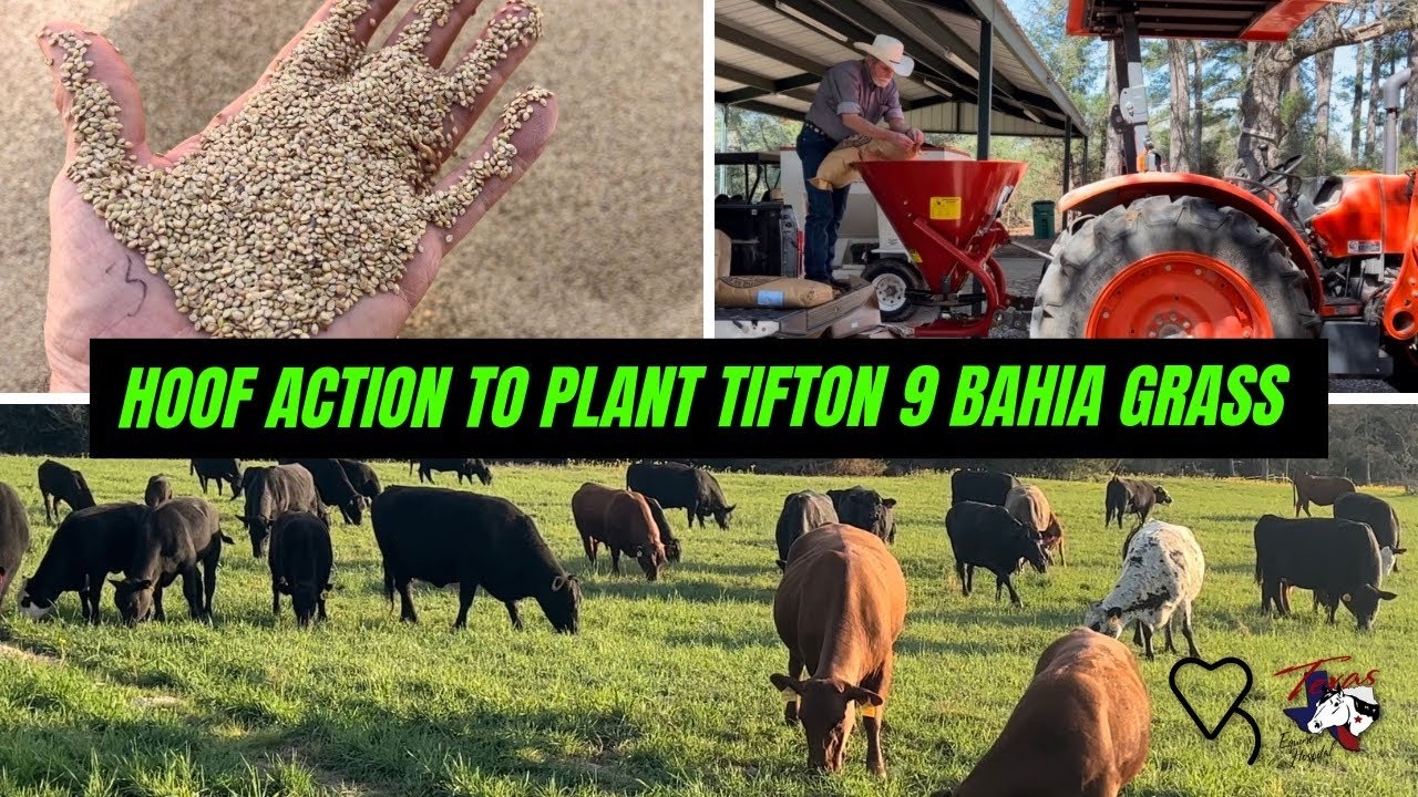 Hoof Action To Plant Tifton 9 Bahia Grass