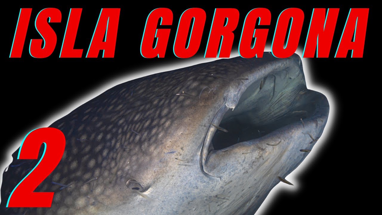 Tiburón Ballena en la Isla Gorgona 4K || Scuba Diving In Gorgona Island