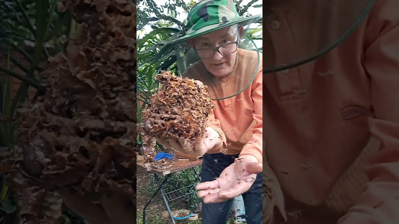 Transferência de Borá de Isca Tubão Balde de Sorvete. Super prático. 