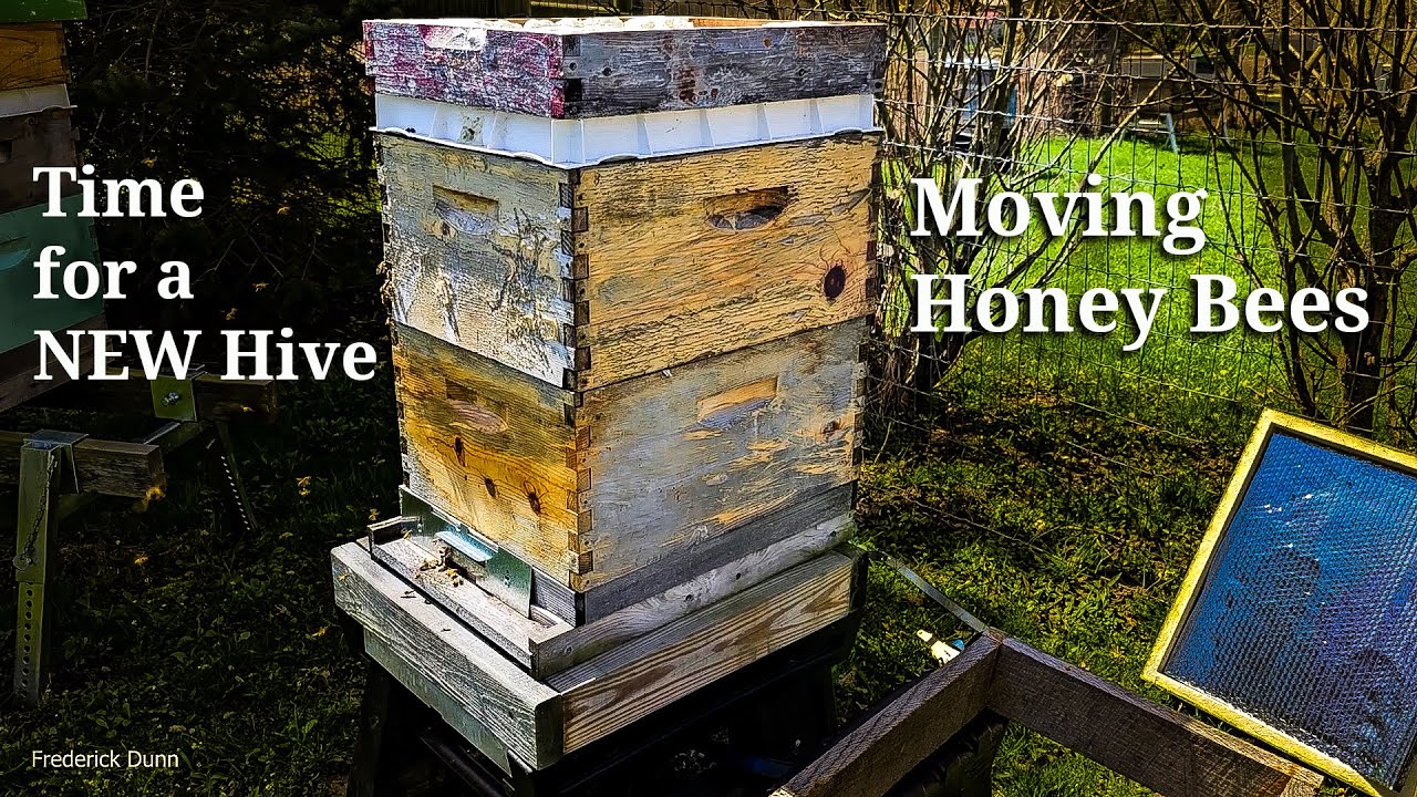 Swapping Old Hive Boxes with new Propola Bee Boxes, replacing old comb with new foundation.