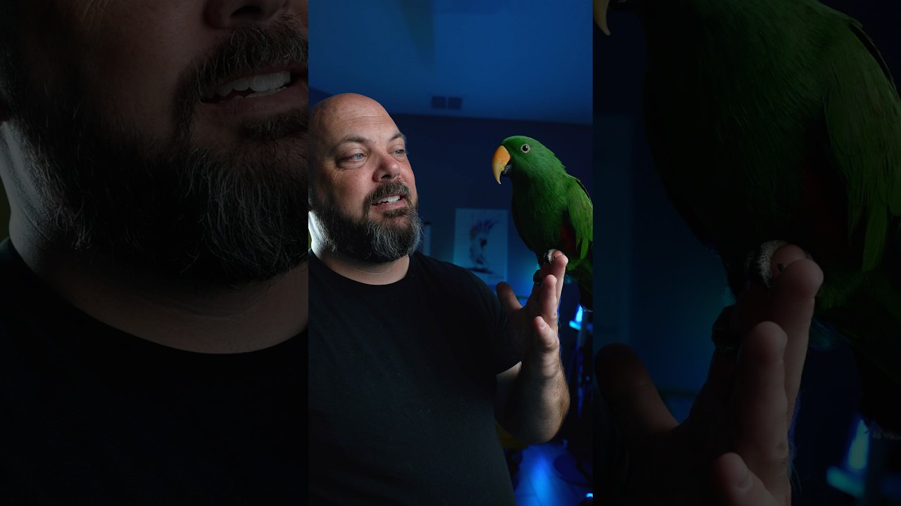 Eclectus parrots: single bird or a pair? #parrots #eclectus