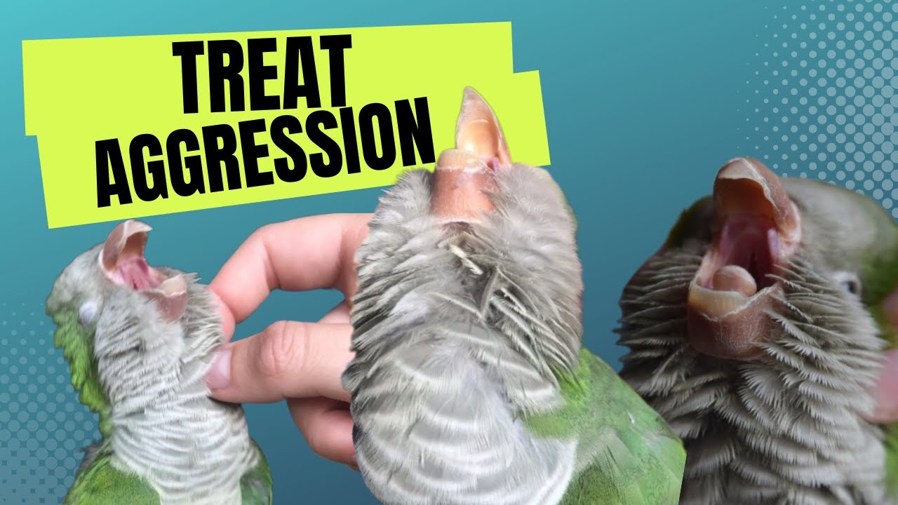 Treat Aggression Strategies | Behaviour Solutions