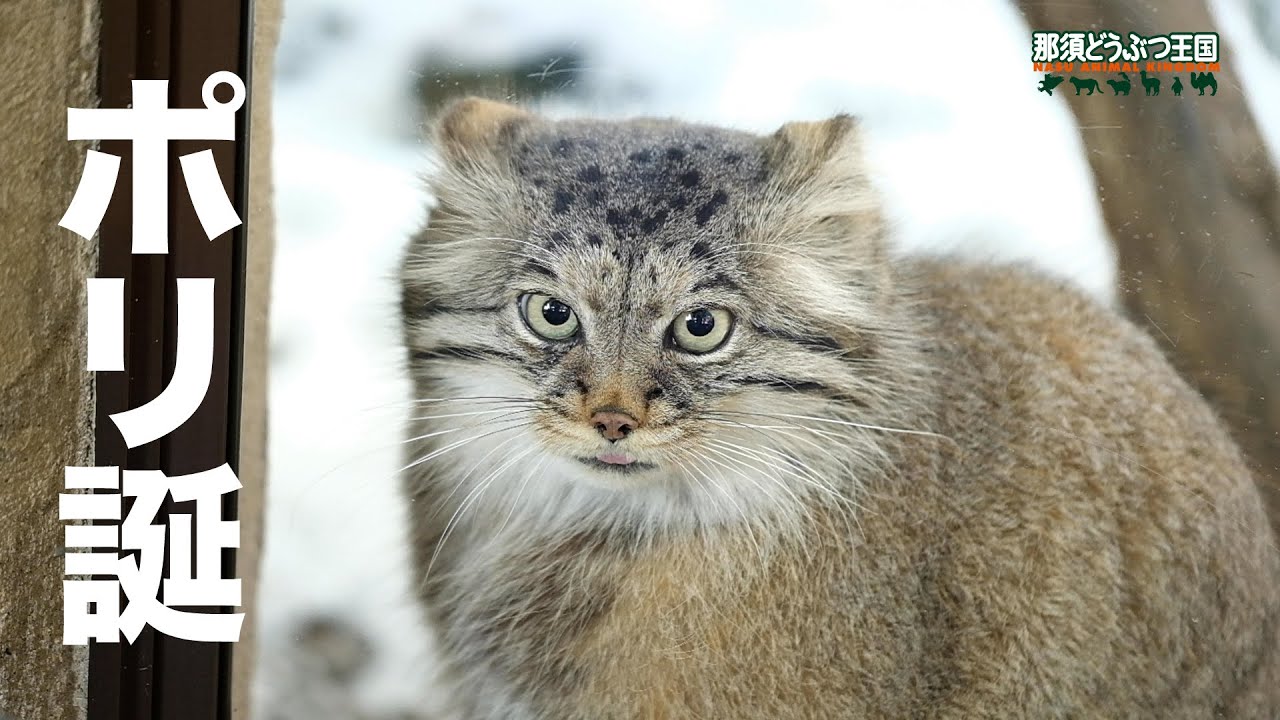 【マヌルネコ】ポリ誕 / Pallas's cat - Happy Birthday! Polly!