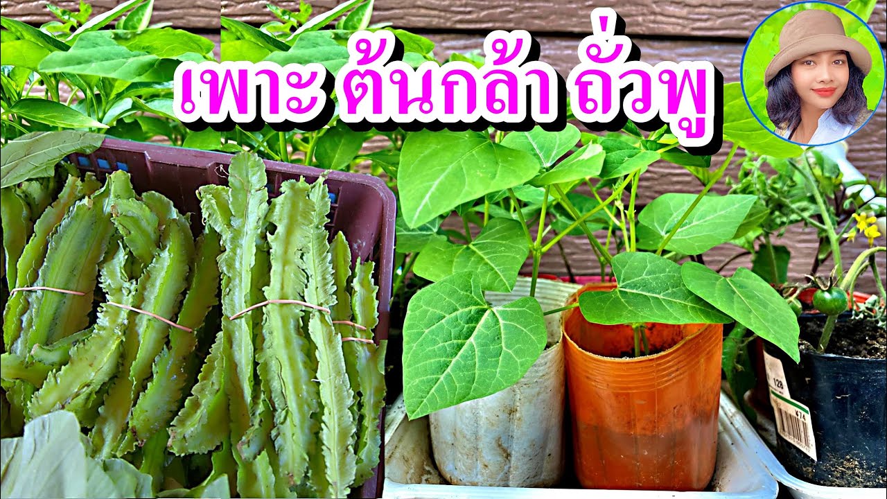วิธีเพาะเมล็ดถั่วพู เทคนิคเพาะเมล็ดให้งอกทุกเมล็ด เมล็ดงอก 100% ต้นกล้าถั่วพูพร้อมปลูก ต้นโตเร็ว