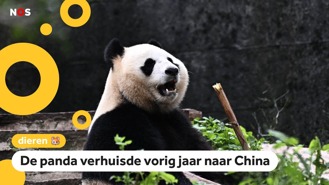 Kindervraag: Hoe is het nu met panda Fan Xing?