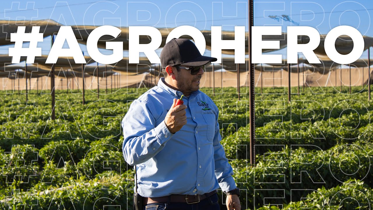 Decisiones que sostienen un campo de chile 🌶️ | AGROHEROES | Renato López Pt.2