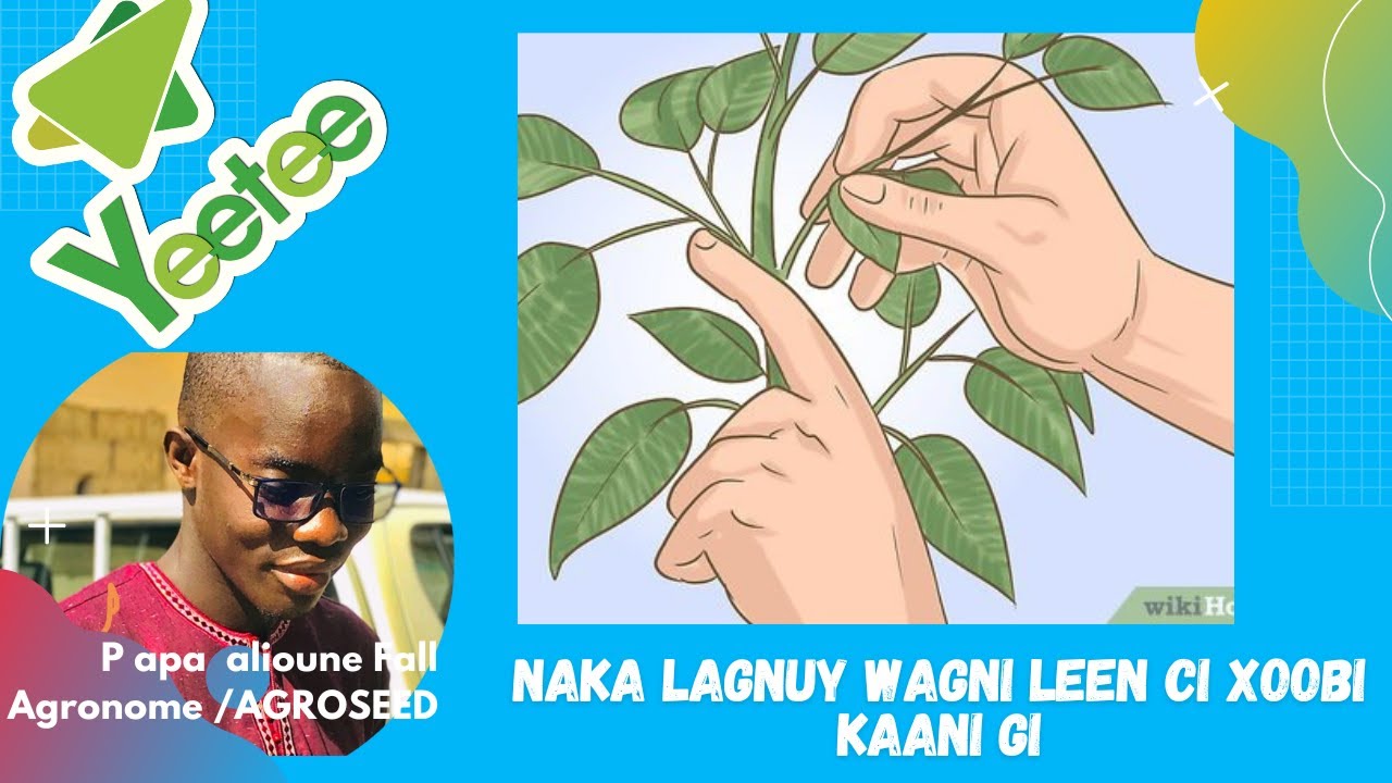 Yeetee Naka lagnuy wagni leen ci xoobi kaani gi