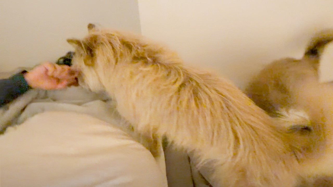 本当に無理かと思った、体調不良