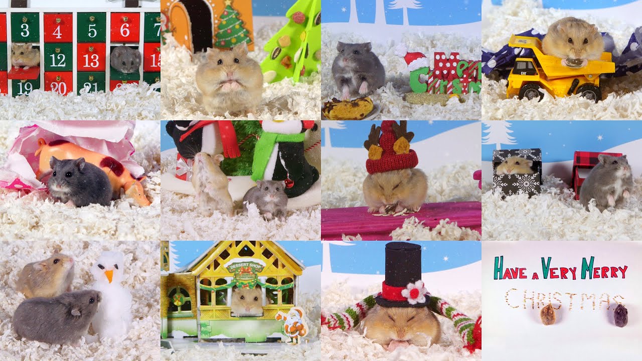 Cute Hamsters: Best of 12 Days of Christmas - Compilation