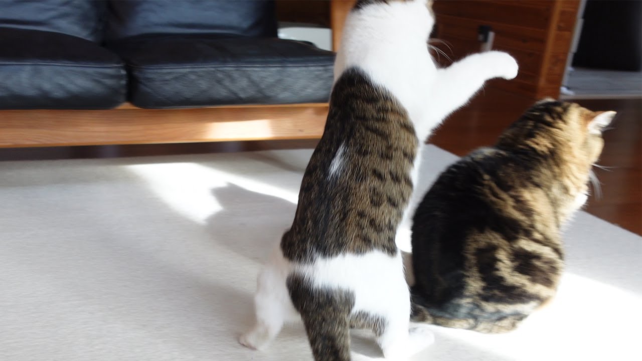 世界一優しい仕返しをされるねこ。-Maru was got the most friendly revenge in the world.-