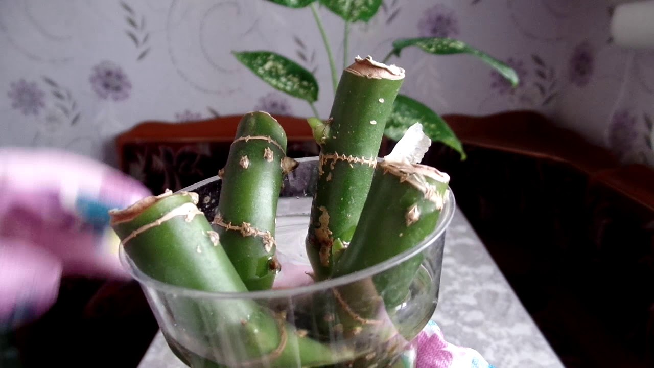 Диффенбахия  процесс укоренения  прошло чуть больше месяца