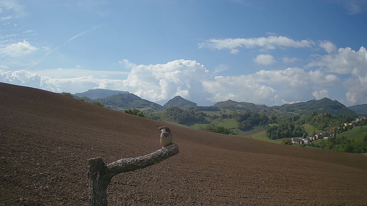 Intanto, sul posatoio...